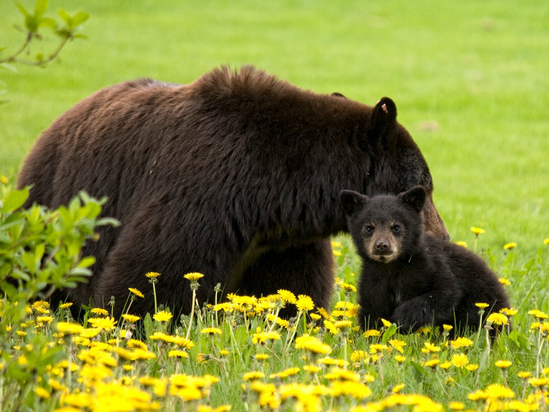 Jennie and her cub