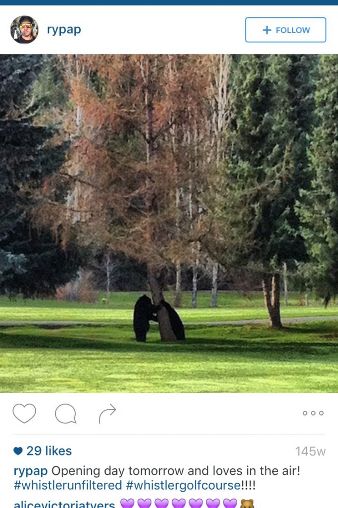 bears