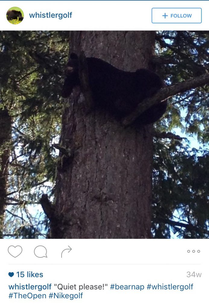 beartree