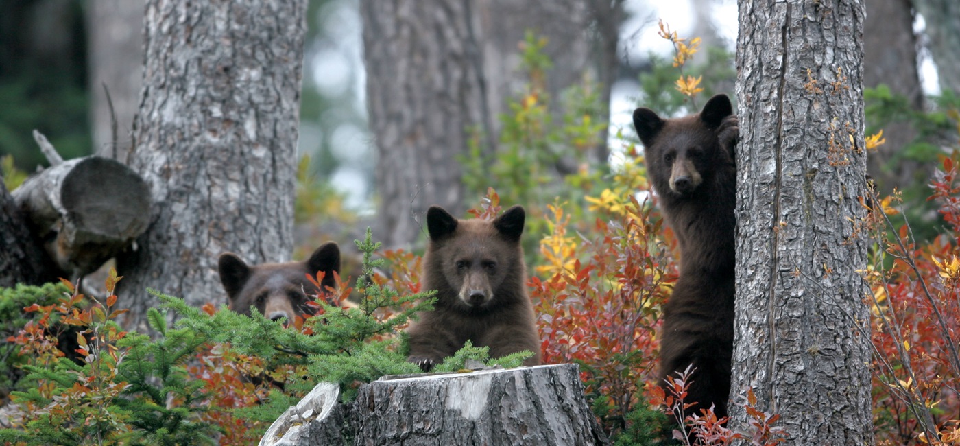 Bears in Whistler